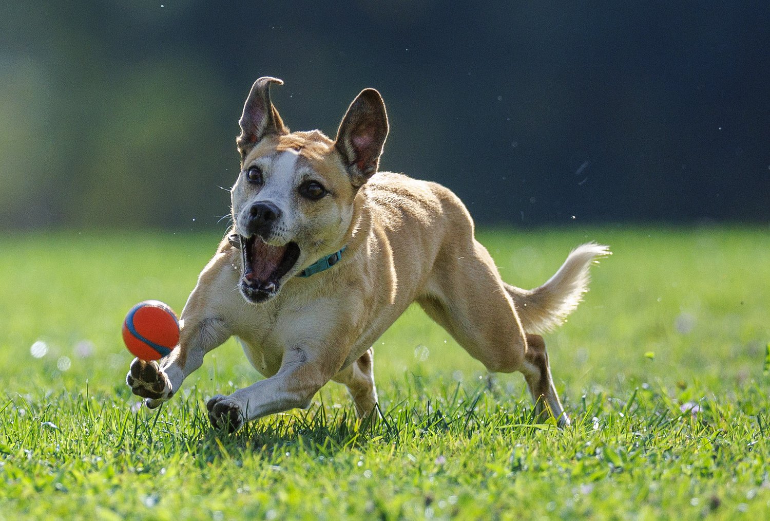 Off-leash dog park grand opening Saturday at Lower Huron Metropark