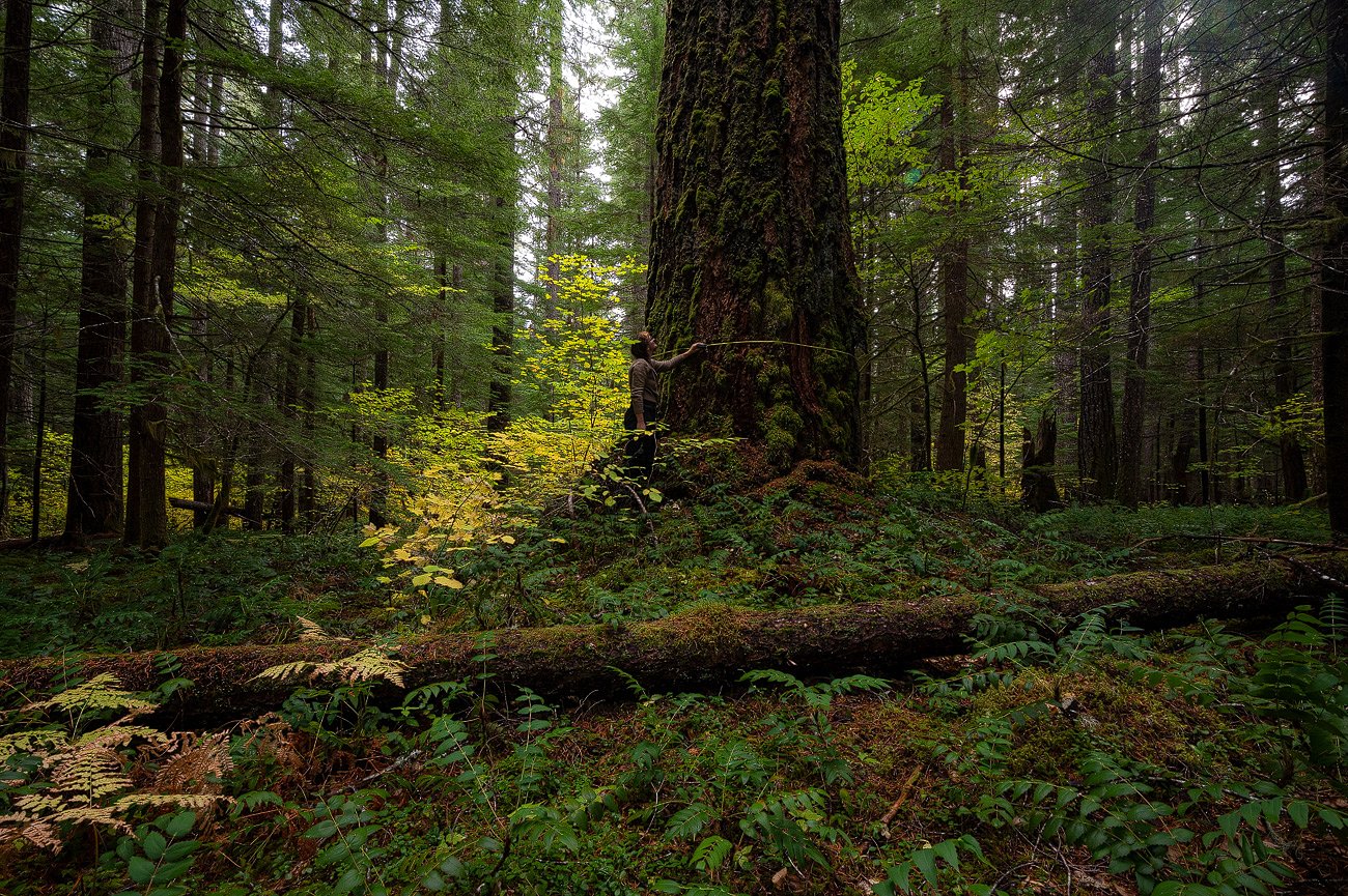 Local forest land falls under 'reckless' Trump proposals for development