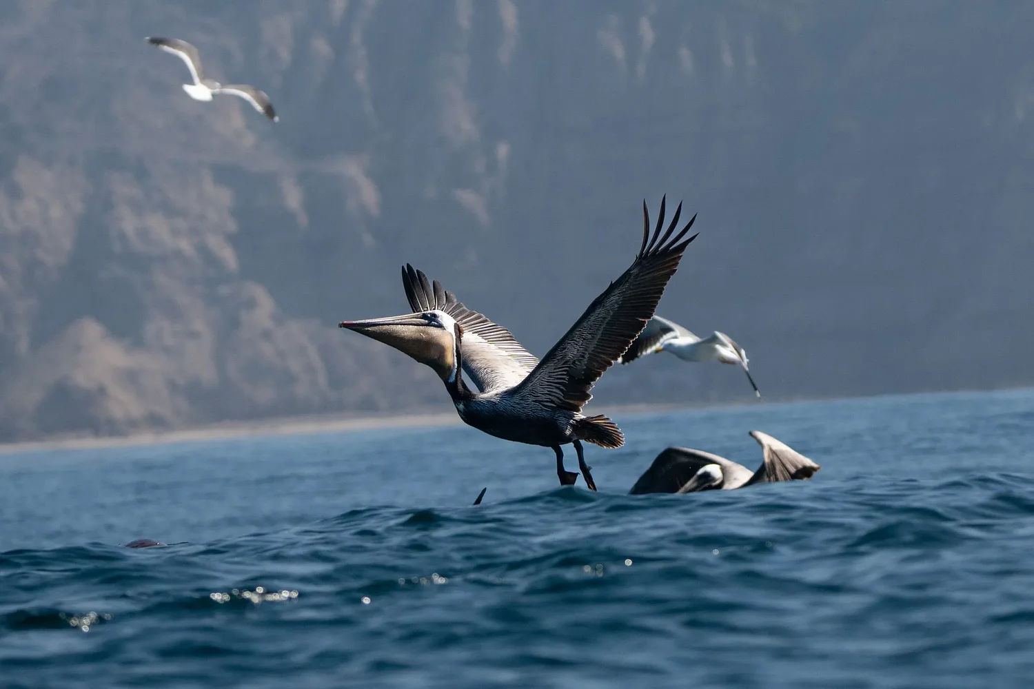 San Diego is a stop on the Pacific Flyway. Here's why that's impacting the spread of bird flu locally