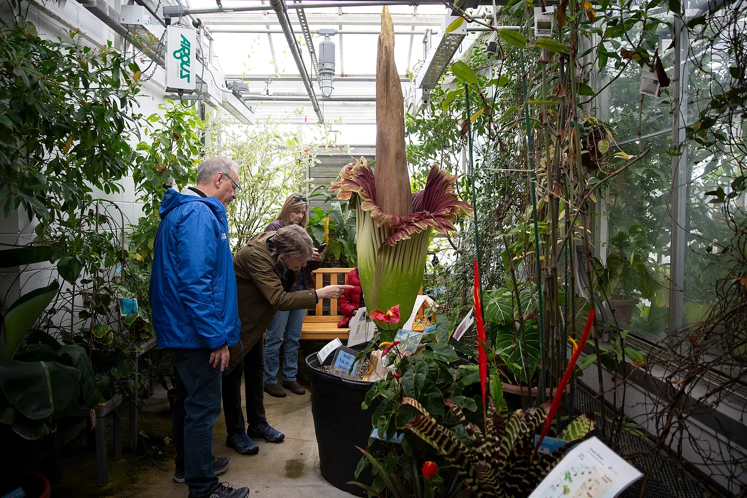 Corpse flower blooms at Dartmouth's Life Sciences Greenhouse
