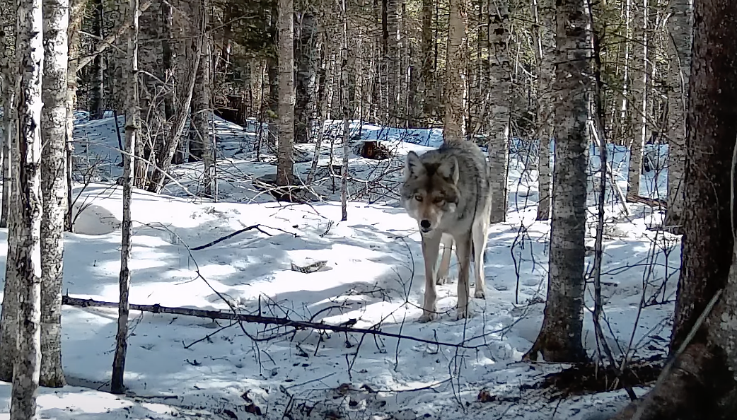 Pure wolves will likely never return to Maine