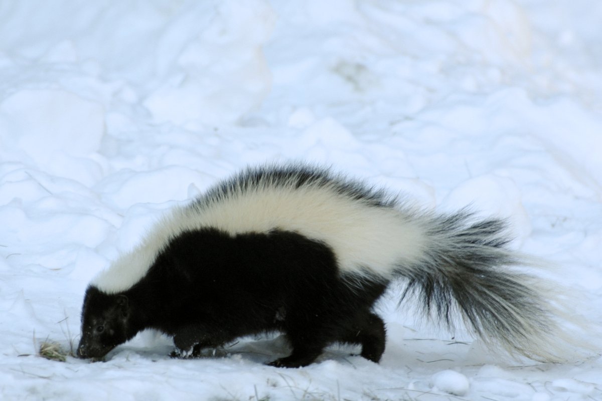 Midcoast man accused of dumping liquid skunk essence during apartment burglary