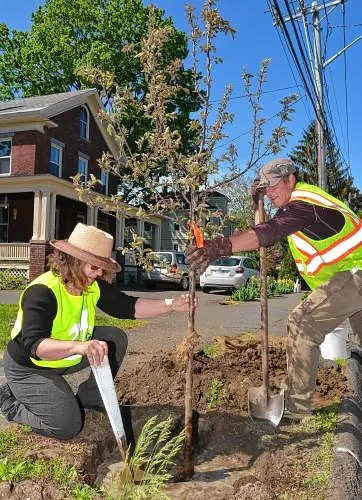 Area Briefs: Tree-planting event in Northampton coming up
