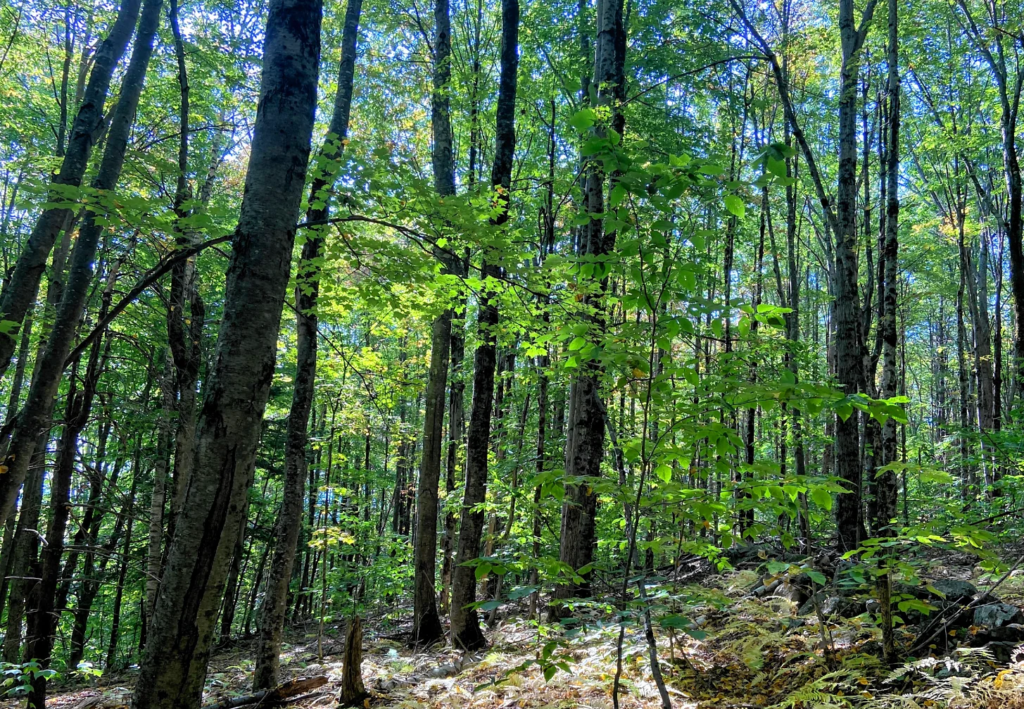 Monadnock Conservancy partners with Town of Antrim to conserve  134 acres near Campbell Pond