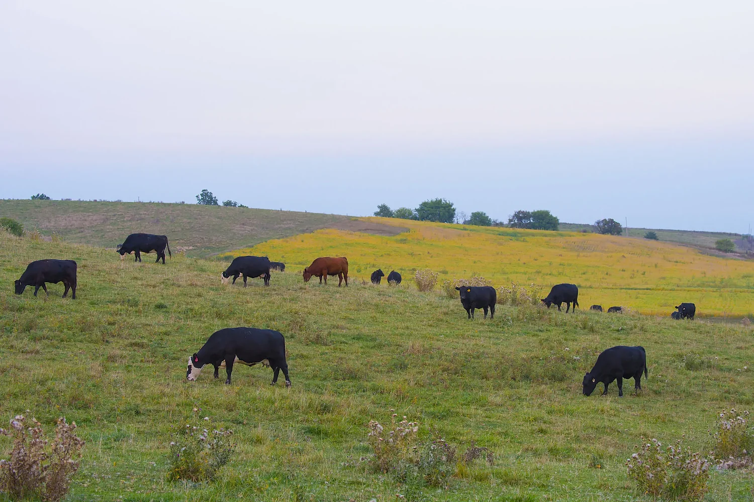NH farm use of PFAS-laden sludge raises health concerns. But, some ask, where else can it go?