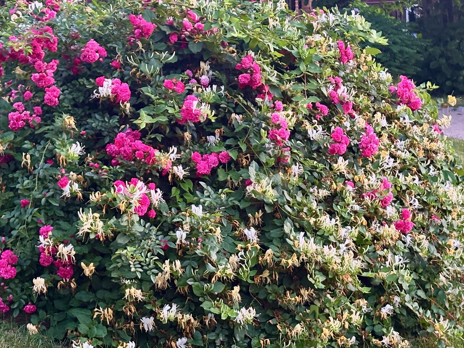 This flower is blooming in NYC; don’t just sniff it, take a taste