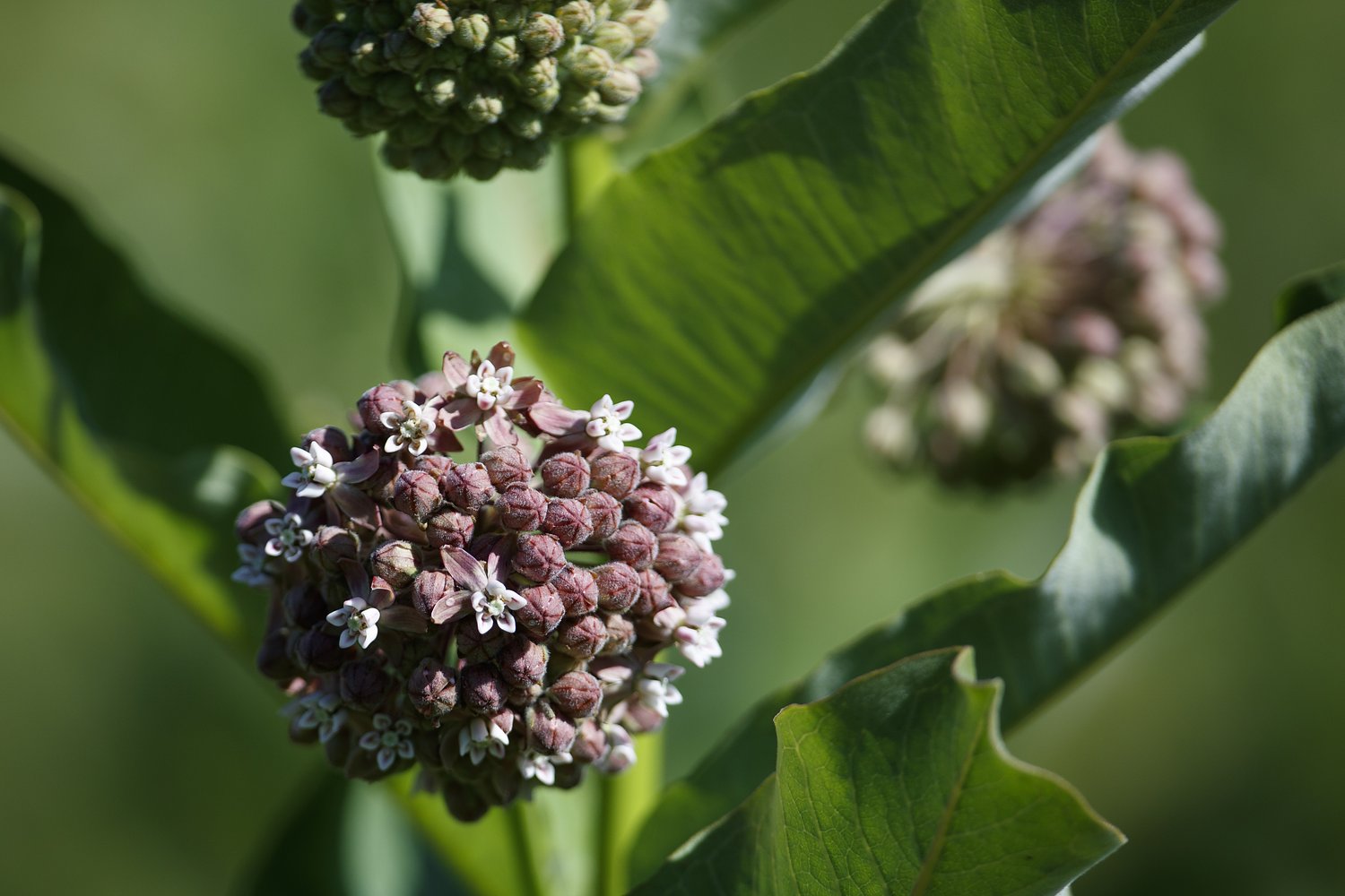 Milkweeds are blooming everywhere. Just follow your nose. -- Lehigh Valley Nature Watch