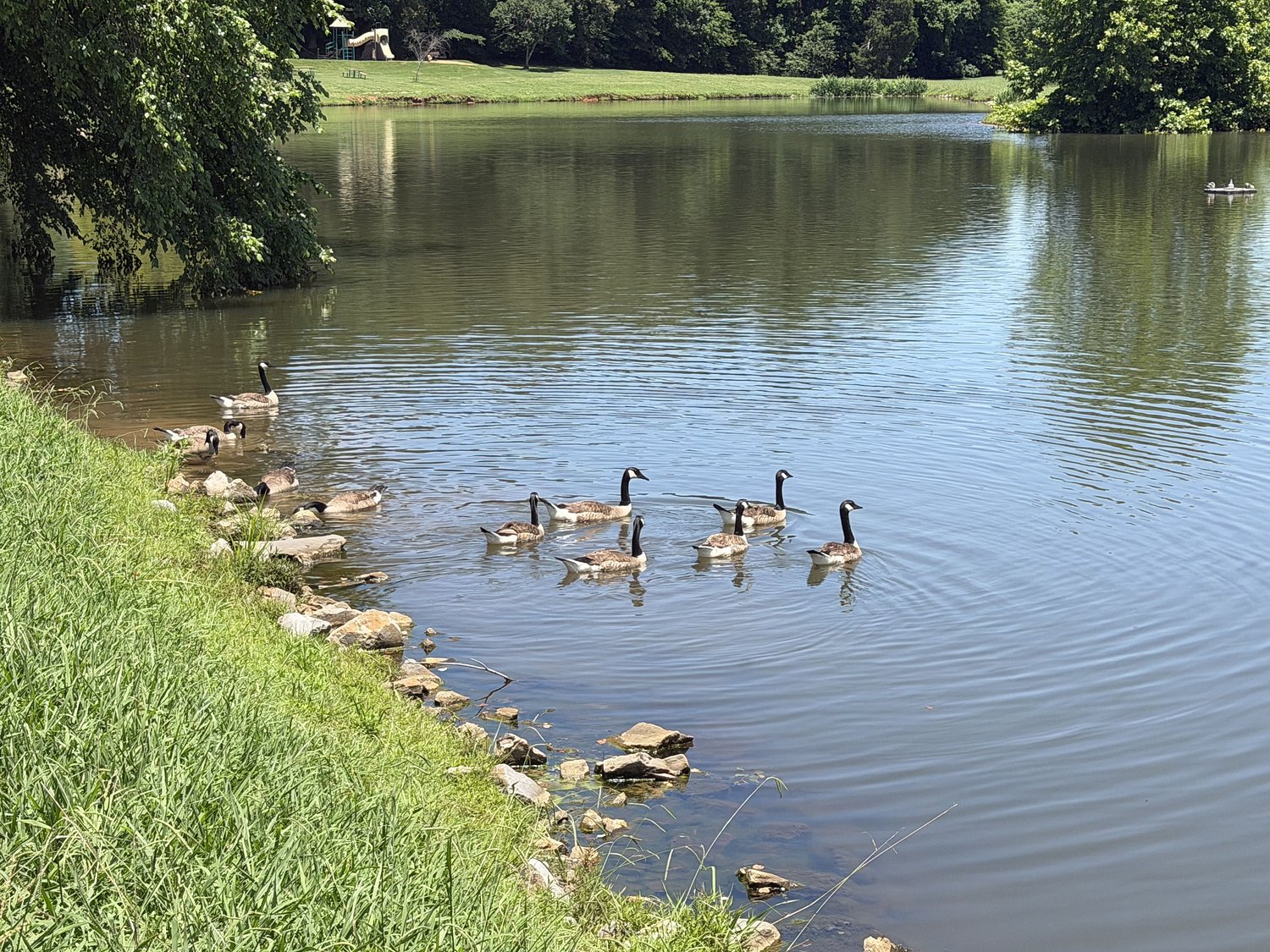 Plans to gas hundreds of geese brings out protesters in north Alabama: ‘They’re part of the lake’