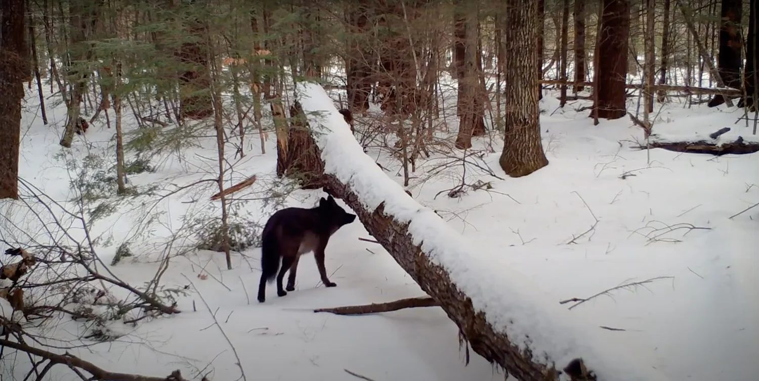 Unusual black coyote captured on video in Maine