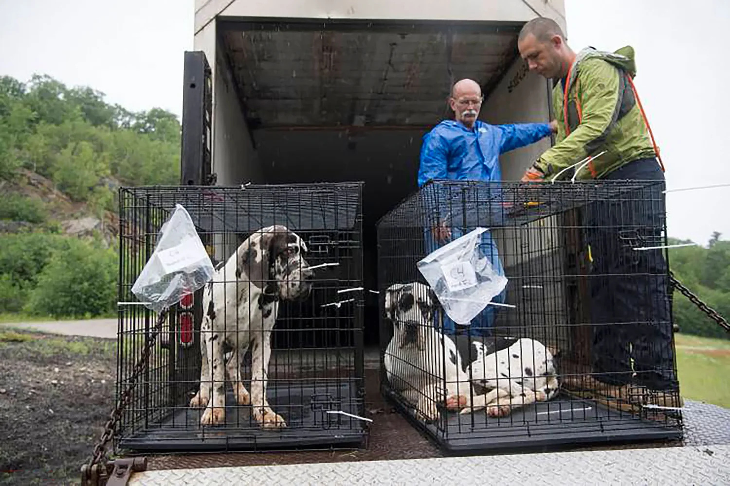 Advocates say NH bill would diminish humane societies' role, raise constitutionality questions