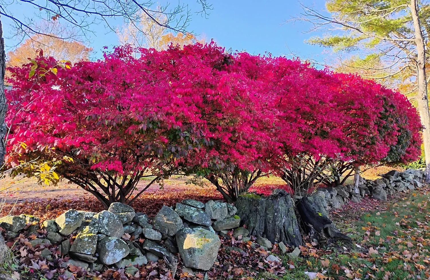 Take Me Outside: A flame of color from the burning bush