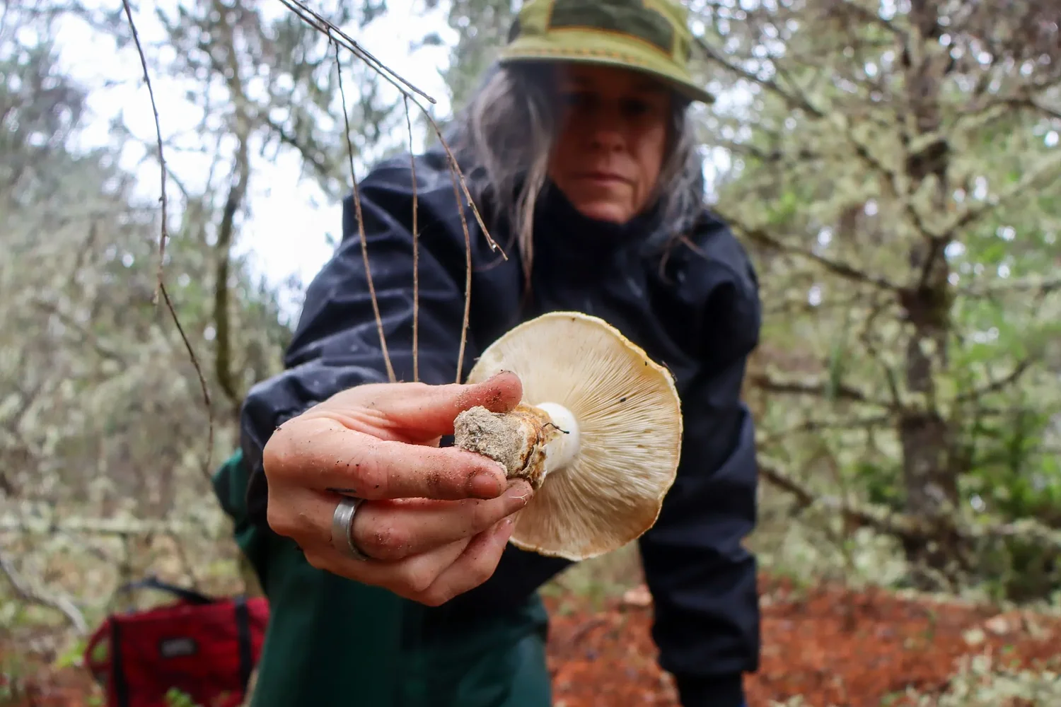 This local mushroom once drew the world’s eye. Now, it grows quietly.