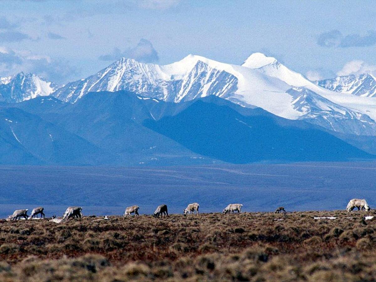 Letter: Protect the Arctic National Wildlife Refuge