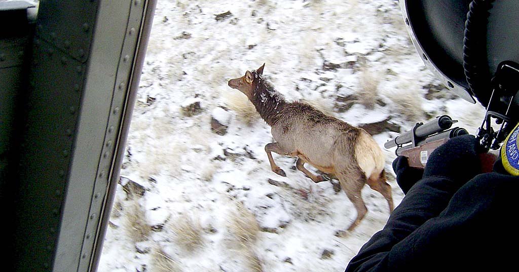 Tracking wildlife from a helicopter: How it’s really done