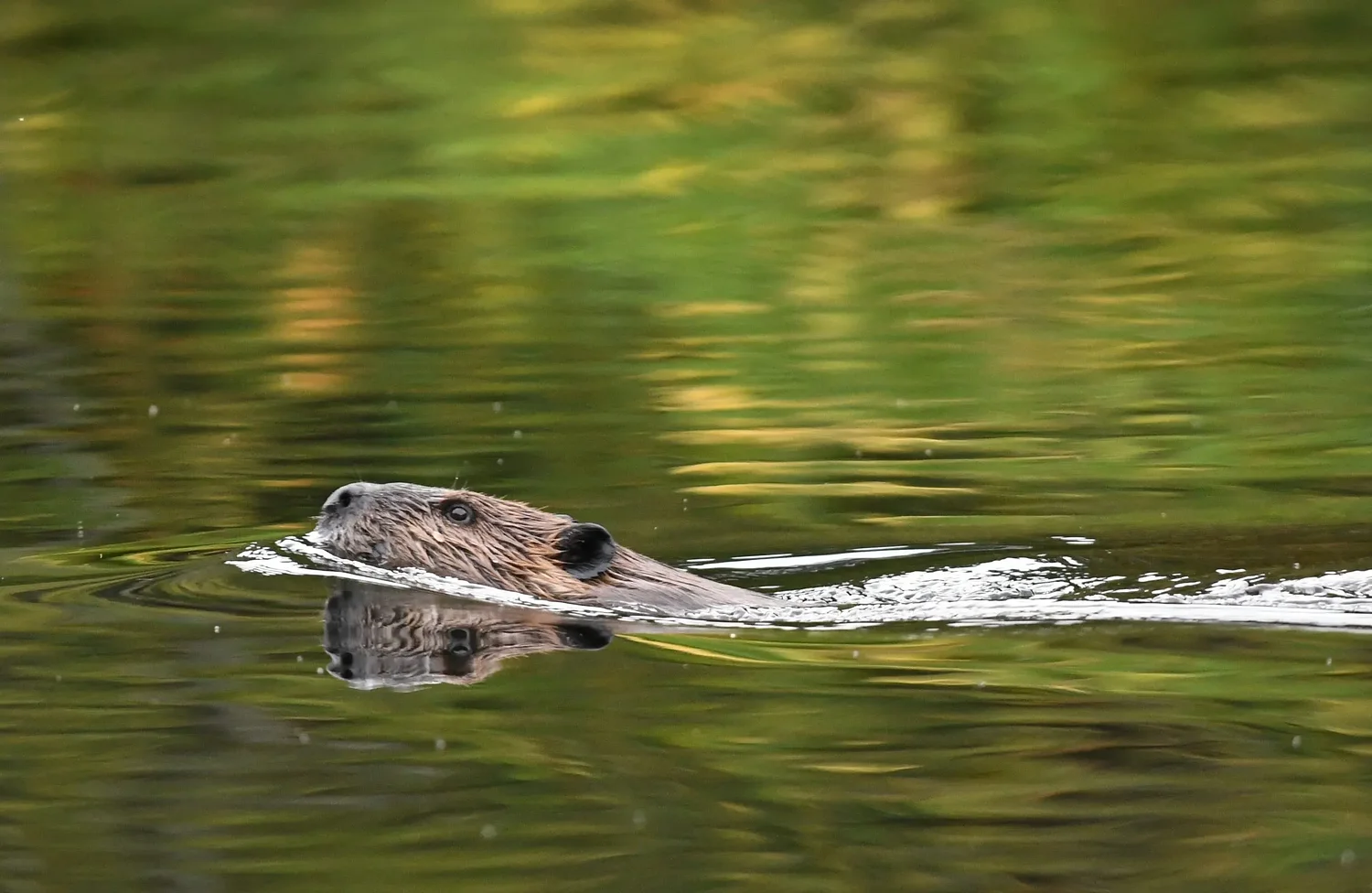 Celebrating a good engineer: Greening Greenfield talk explores how beavers change the landscape