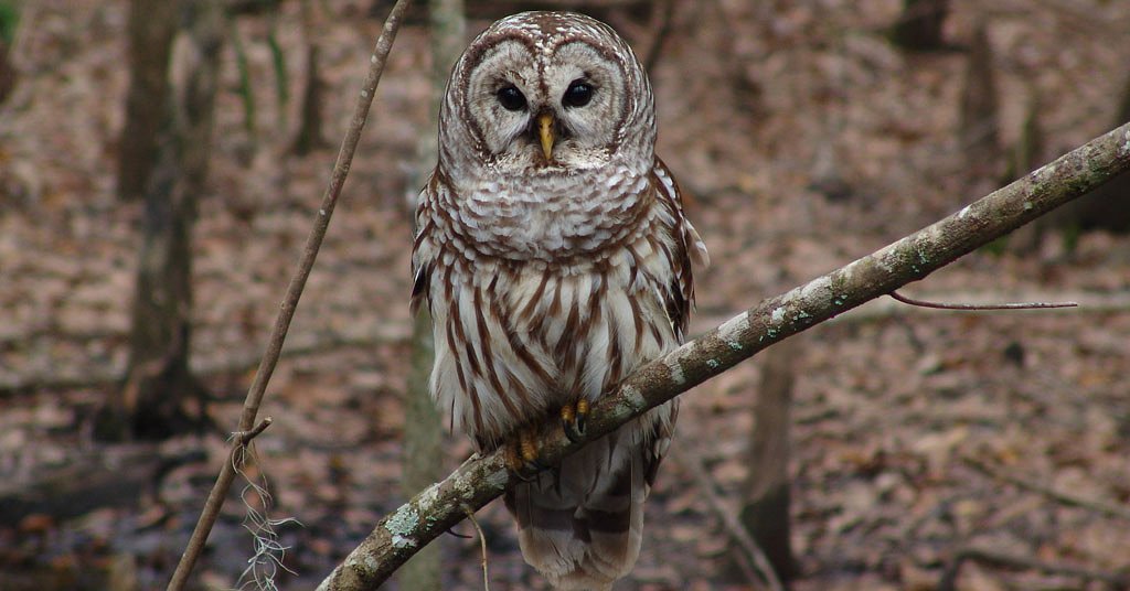 To save spotted owls, a new plan paints a target on barred owls