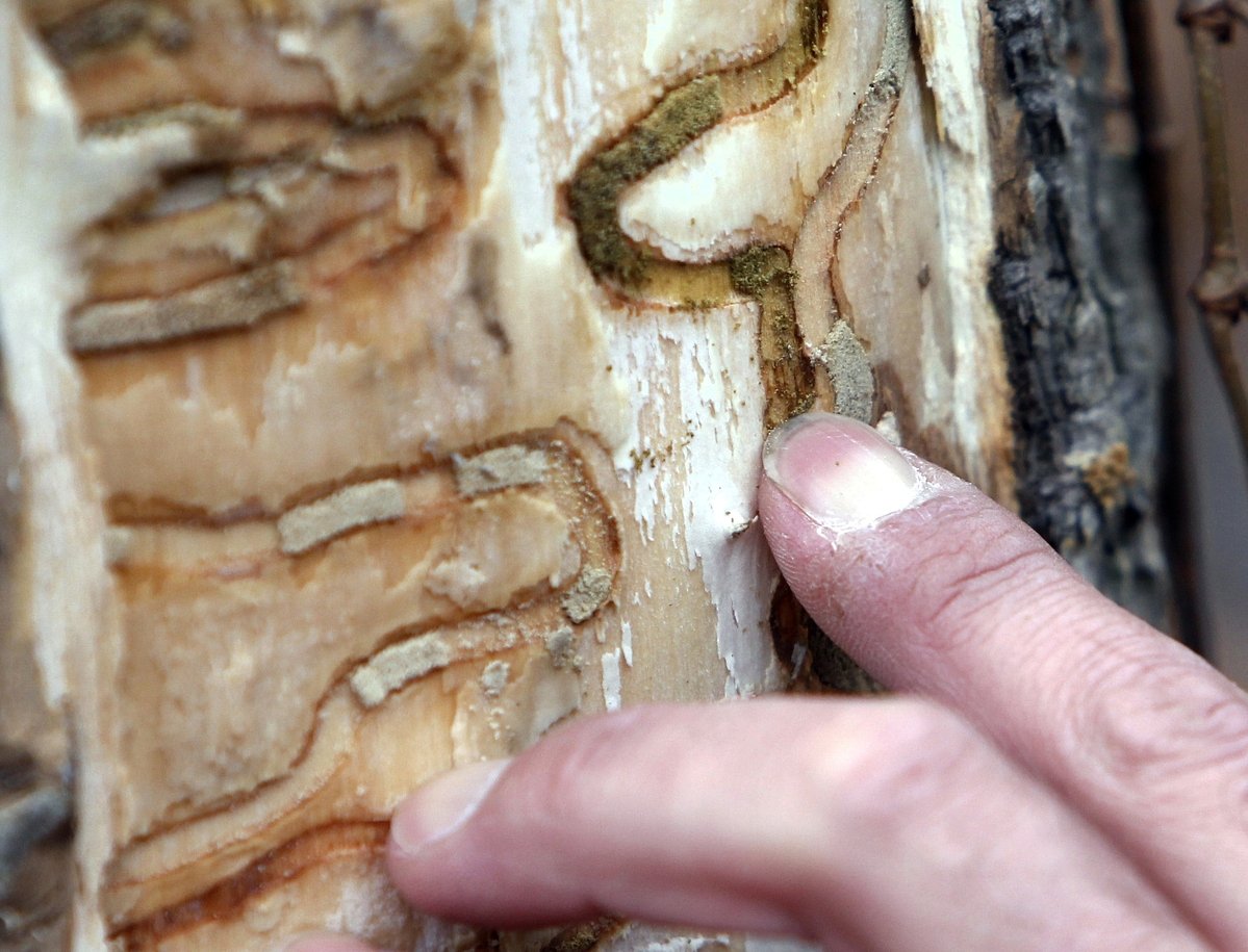 Invasive beetle found in Bangor for 1st time