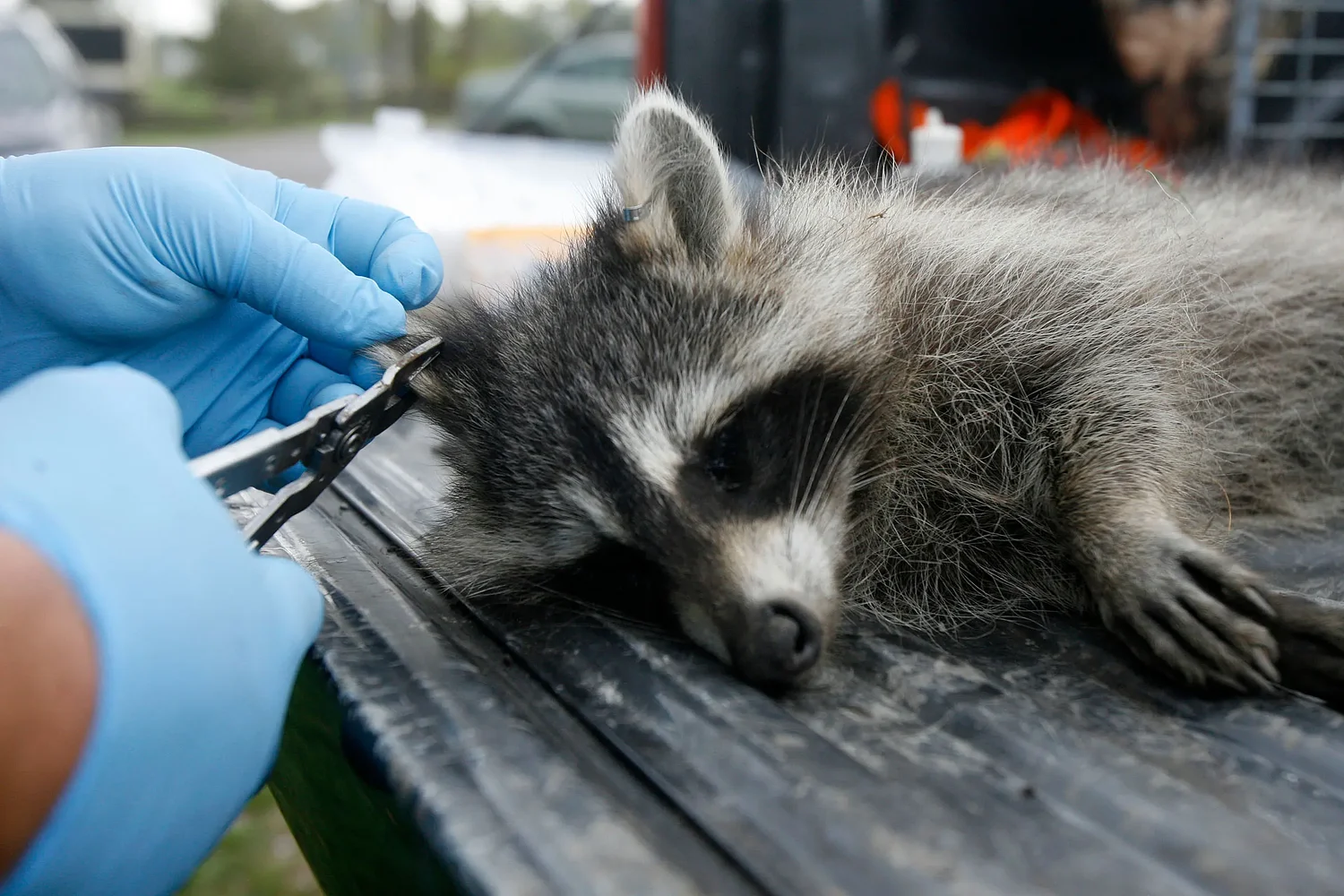 Rabies vaccine bait distribution set for Grafton and Coos counties