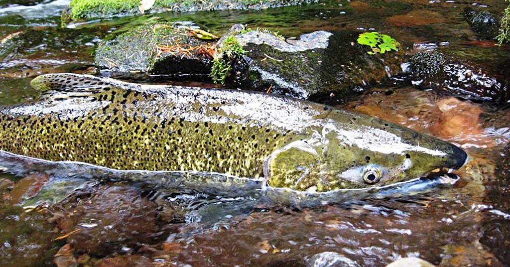 Newly discovered vitamin source may help wild salmon survive