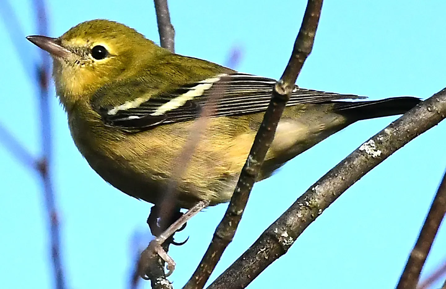 Speaking of Nature: The night 1.22 billion birds filled the skies: A rare  pine warbler sighting