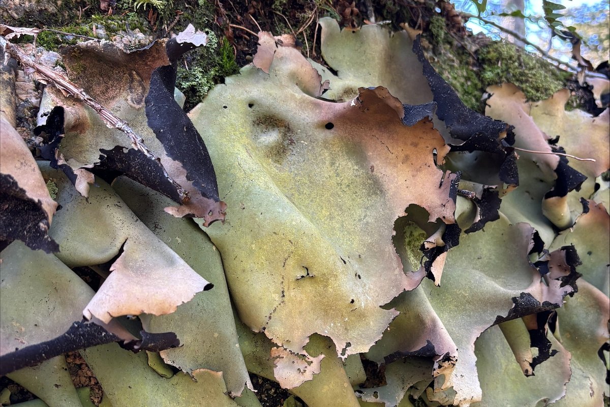 The survival food in 'Lost on a Mountain in Maine' is real. But should you eat it?