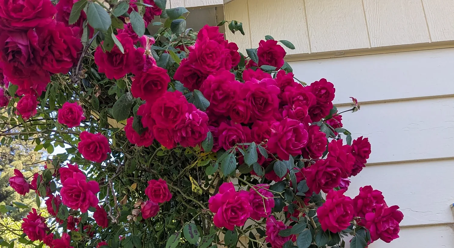Everything's coming up roses: If they're not always easy to grow, they're easy to enjoy