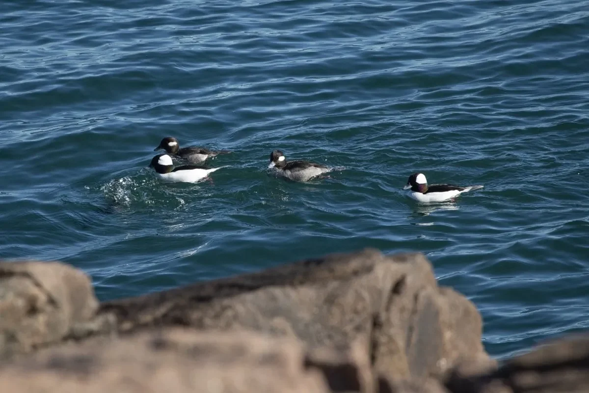 Why a duck’s feet don’t freeze in winter and other chilly questions
