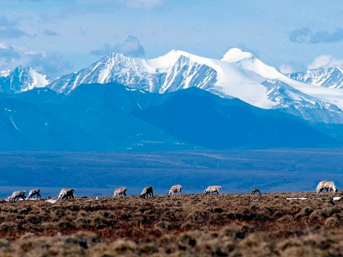 Letter: Thanks for Susan Collins for voting to protect ANWR
