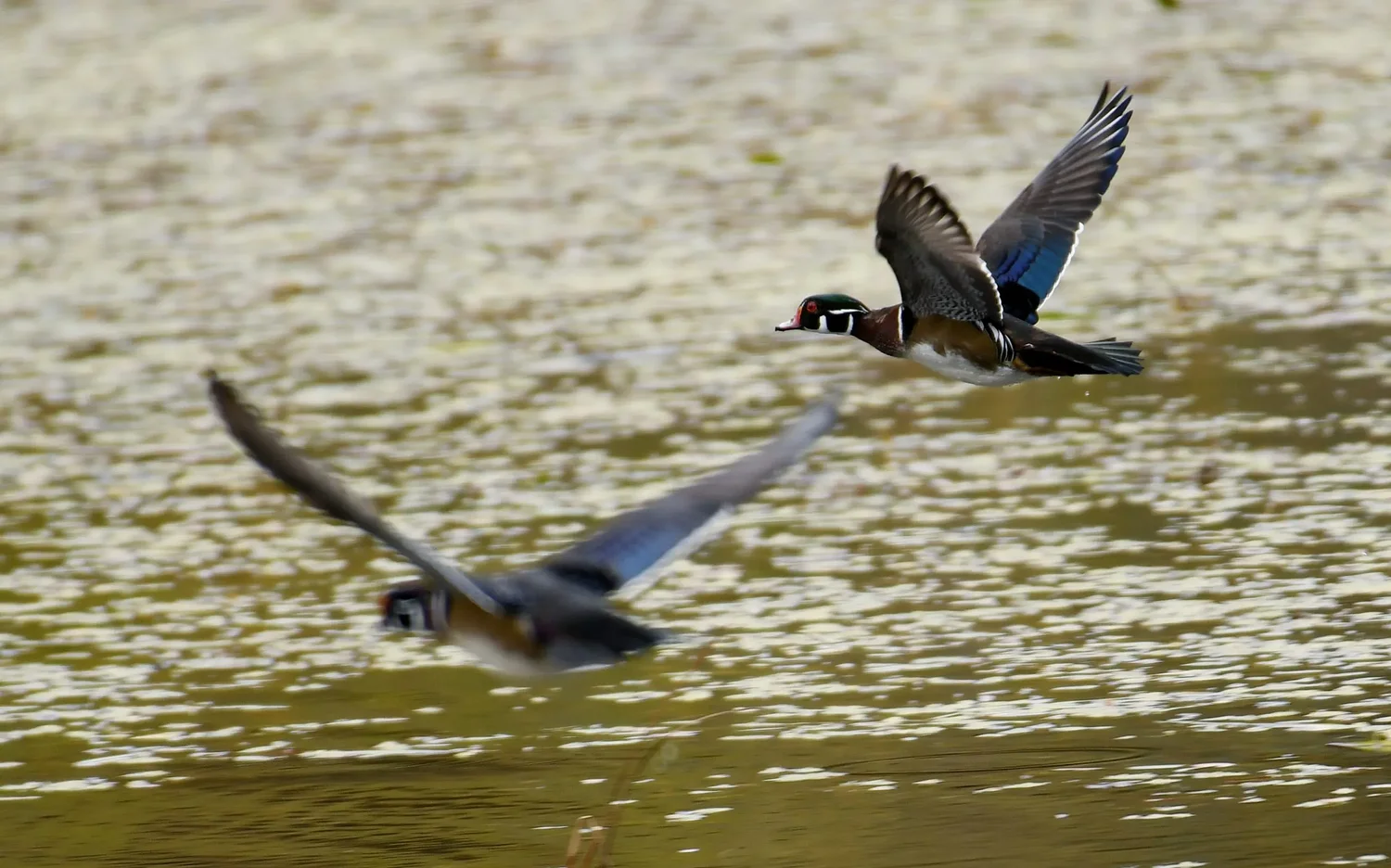 PHOTOS: Waterfowl take flight