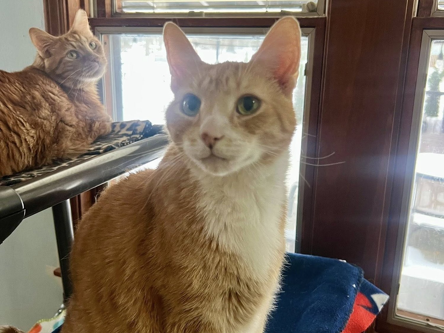Cleveland APL offers $10 cat adoptions during June ‘Thursday Purrsday’ promotion