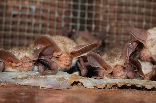 Rangers seek teen who handled dead bat at national park, risked rabies exposure