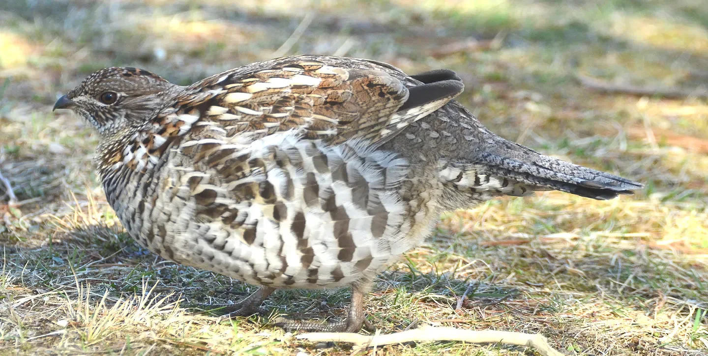 Speaking of Nature: Adapting to an early winter: Plus, a once-in-a-lifetime encounter with an unusually friendly ruffed grouse