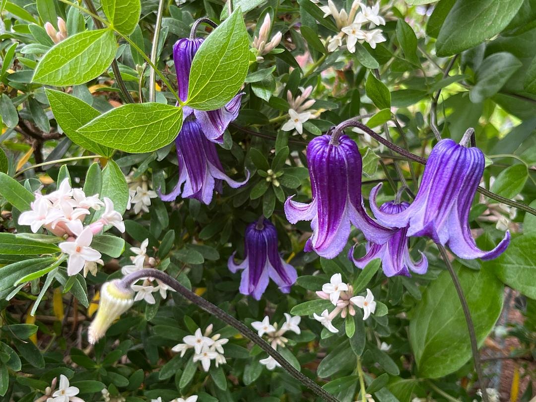 How an Oregon nursery owner and Japanese plant breeders changed the world of clematis