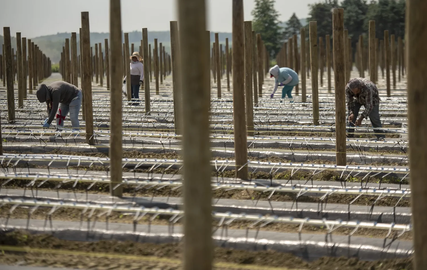 Guest columnist Fred Beddall: Dark clouds over the farming future