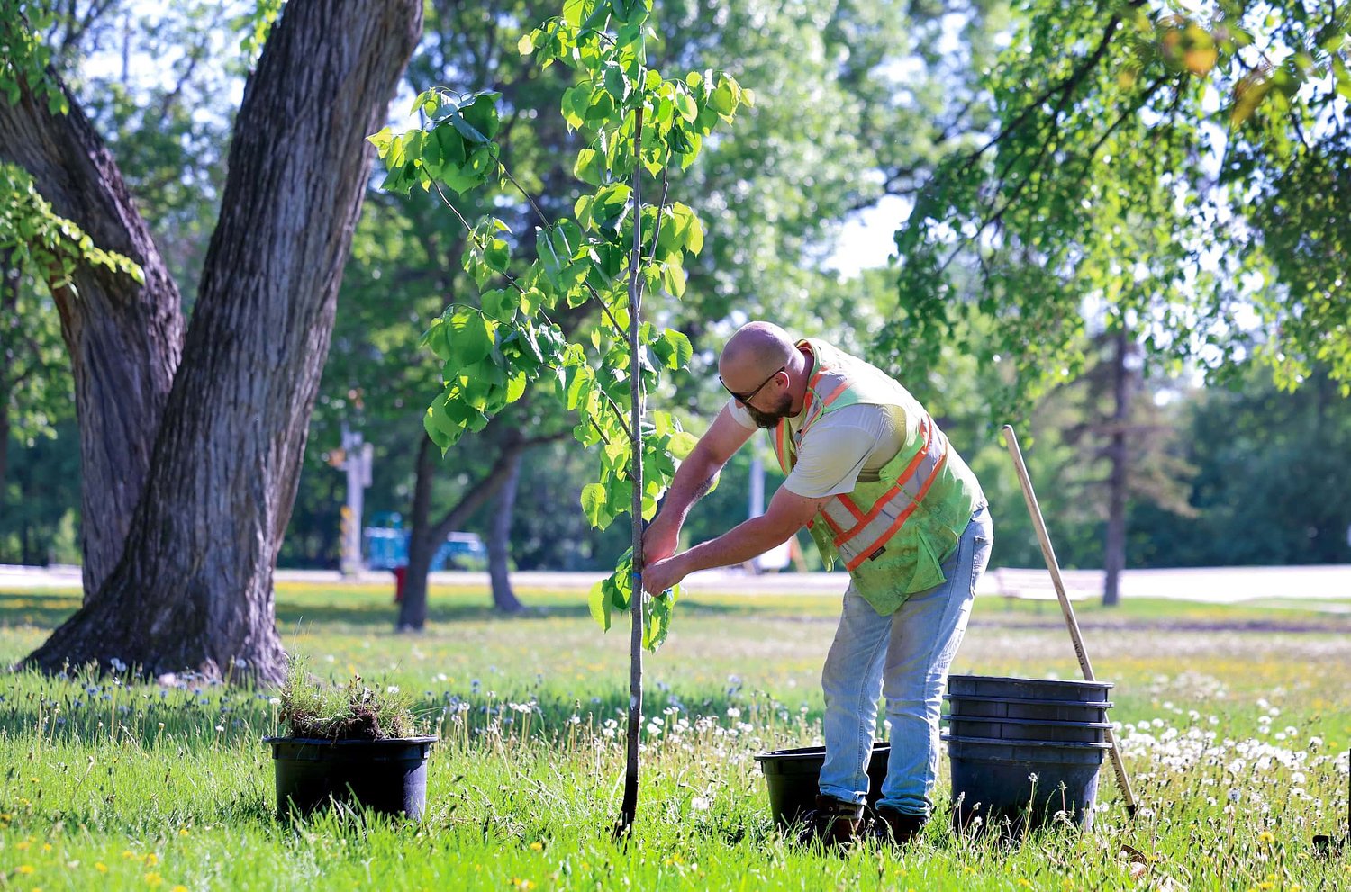 The intensive work of nurturing an urban forest decimated by disease