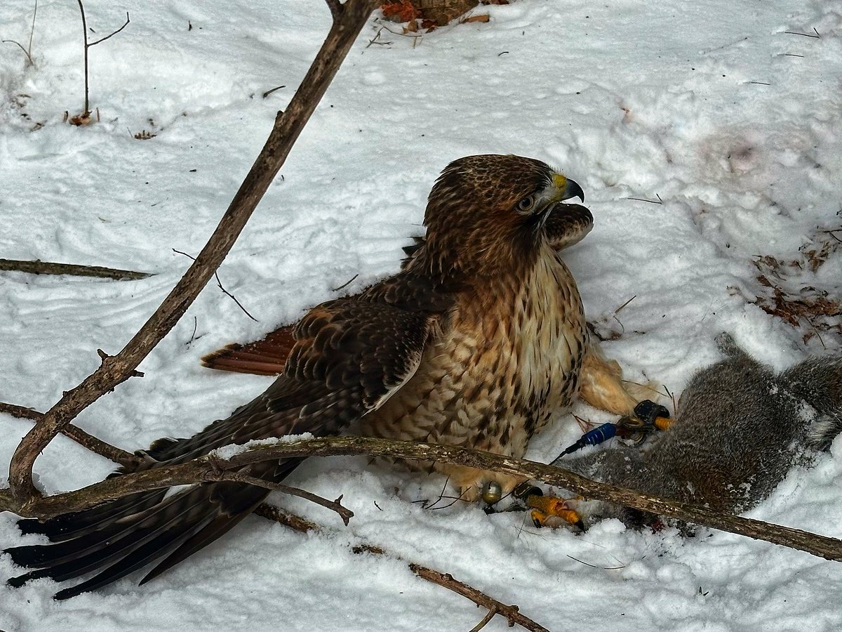 I went hunting with a hawk for the first time. It was over in seconds.