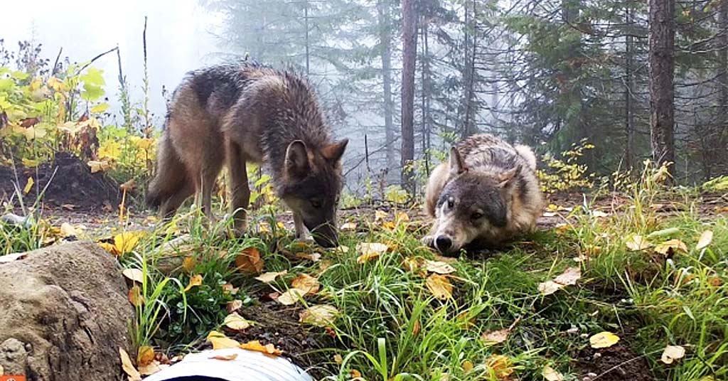 Washington issues ‘lethal removal’ order for one of Sherman pack’s last wolves
