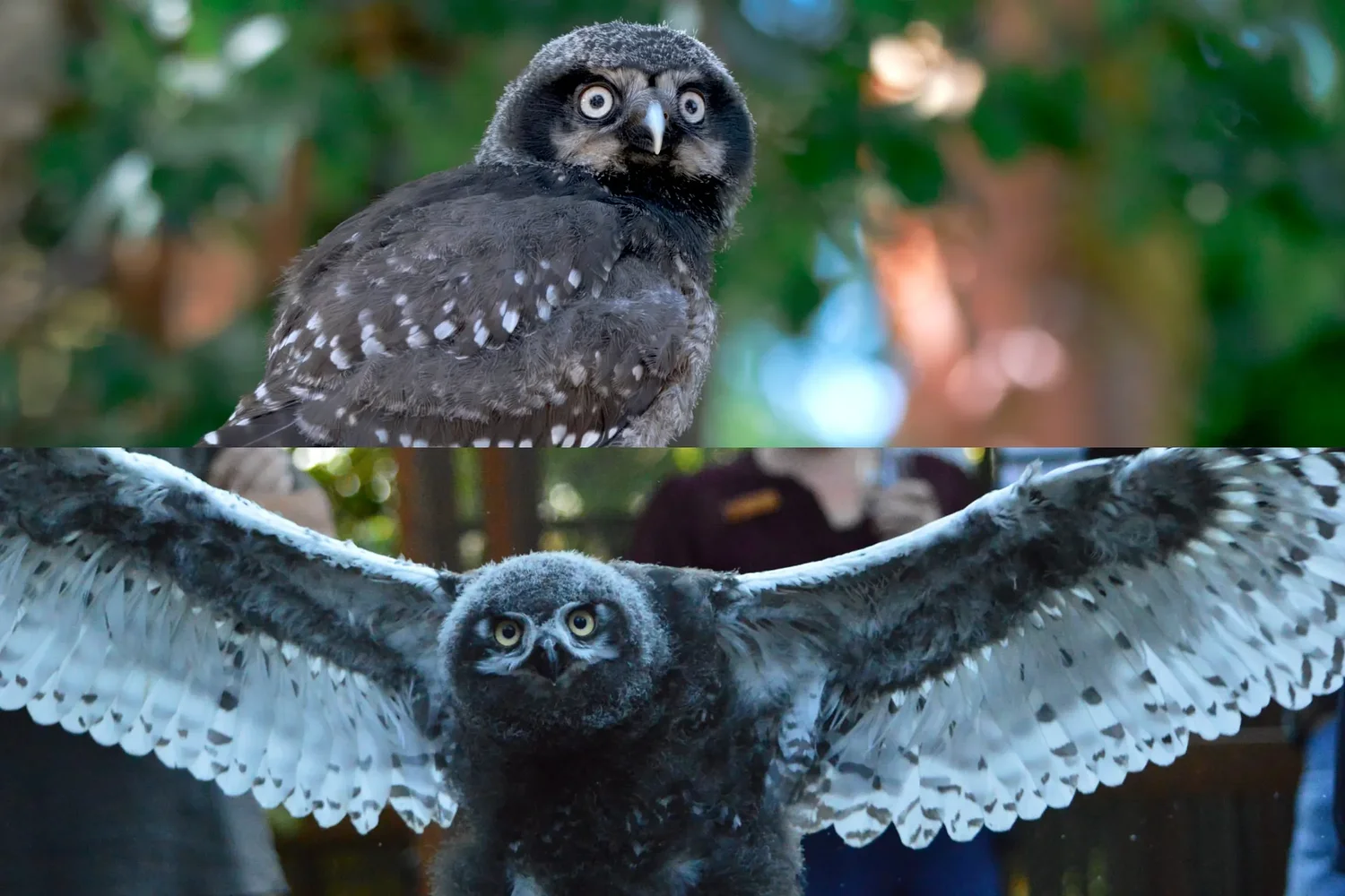 Whooo’s the new kid? Baby owls land at Eugene raptor center