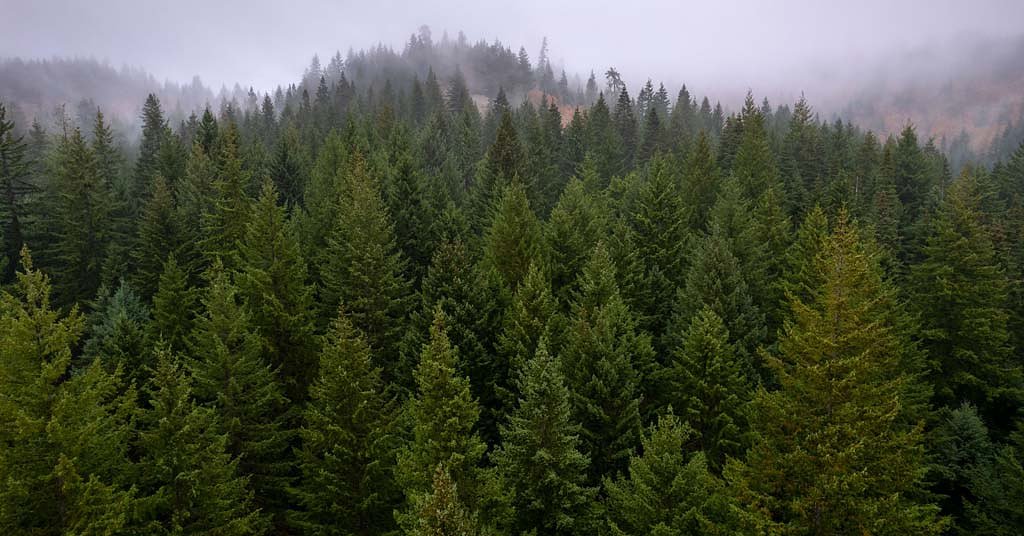 Remember that big SDS Timber land sale? Here’s what’s happening with that forest