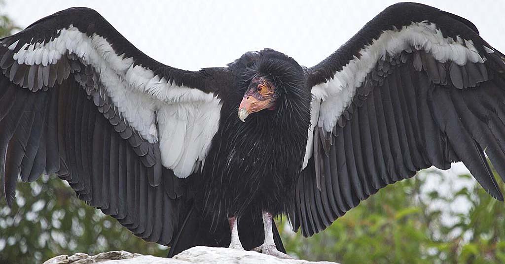 Condors are coming back to the Pac NW