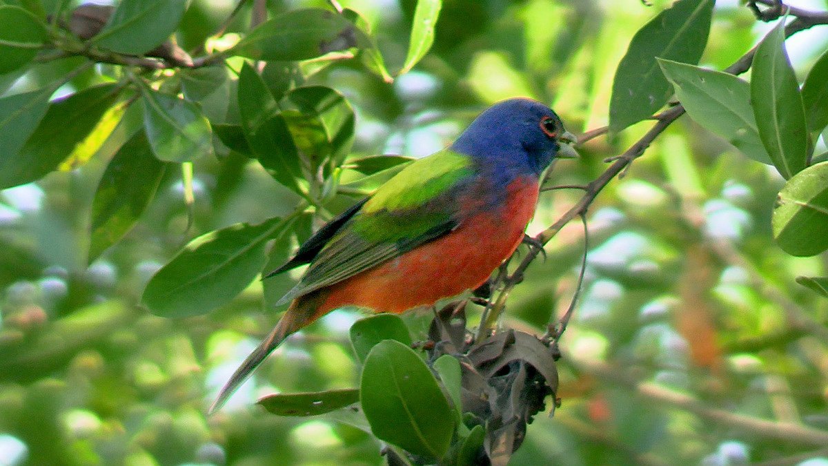The simple trick that makes bird songs easier to recognize   