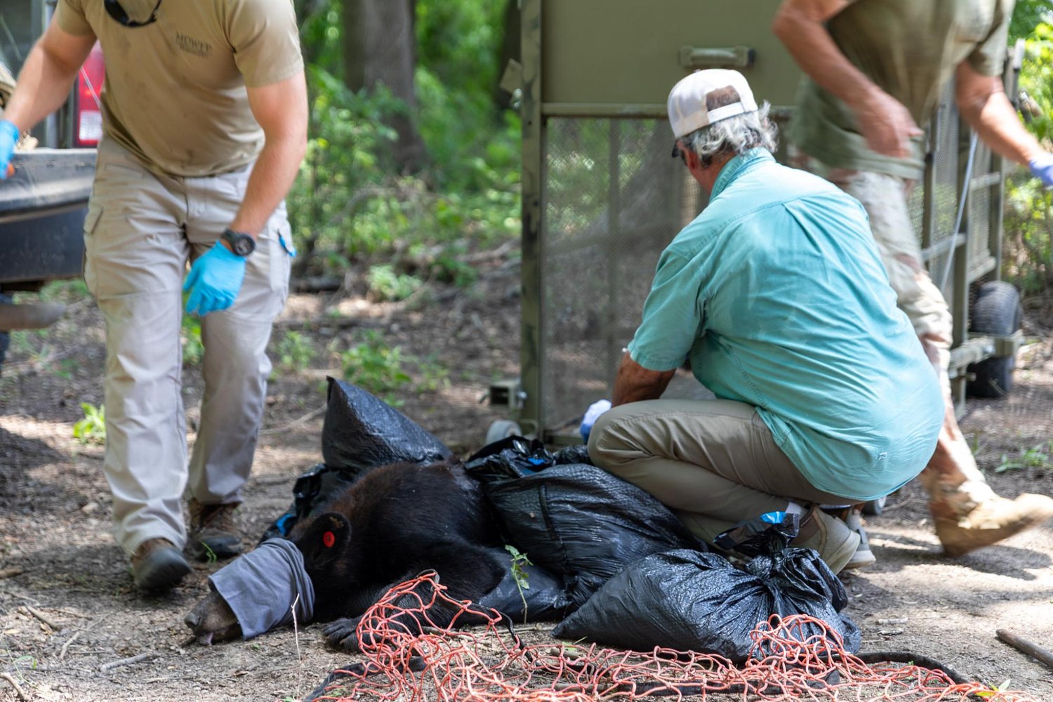 Mississippi bill could allow black bear hunting for the first time in nearly a century