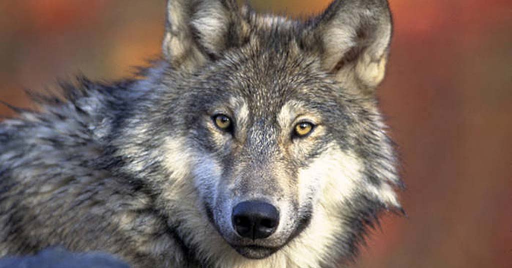 Two endangered gray wolves killed in Washington. $10,000 reward offered