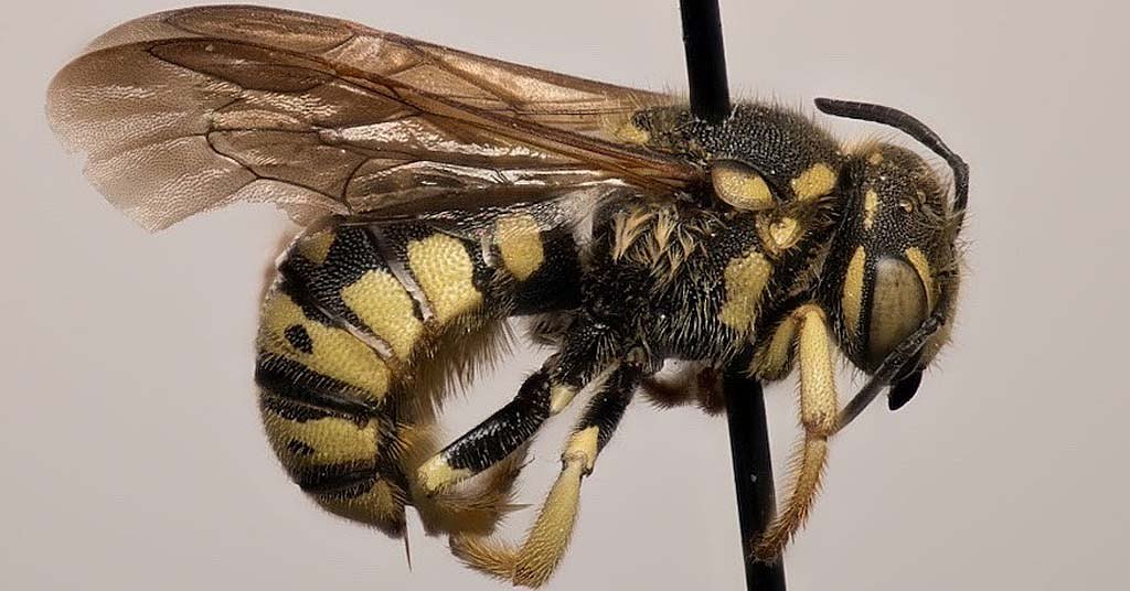 8 new Washington bee species identified