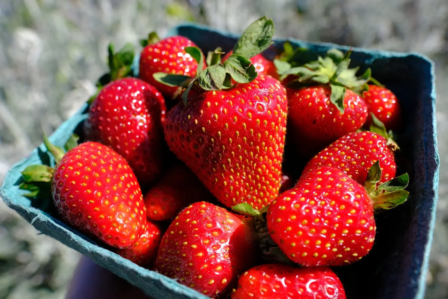 Strawberry fields won't last forever: Your guide to local U-picks, festivals