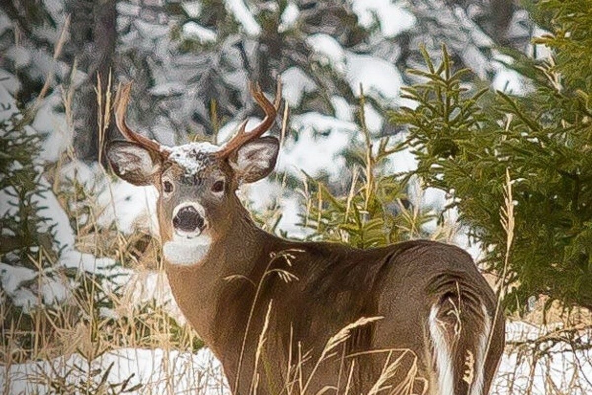 Why were so many deer permits issued in Maine this year?