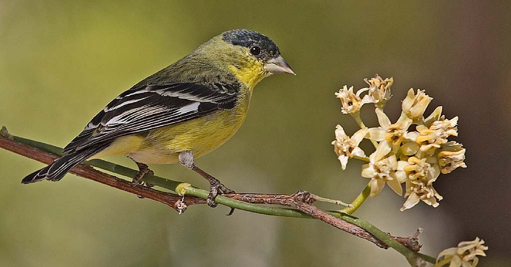 Why a new type of bird is making its presence felt in the Pacific Northwest