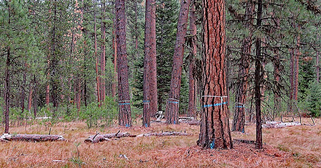 EXCLUSIVE: Forest Service plans to replace tree painting with broad guidelines for loggers