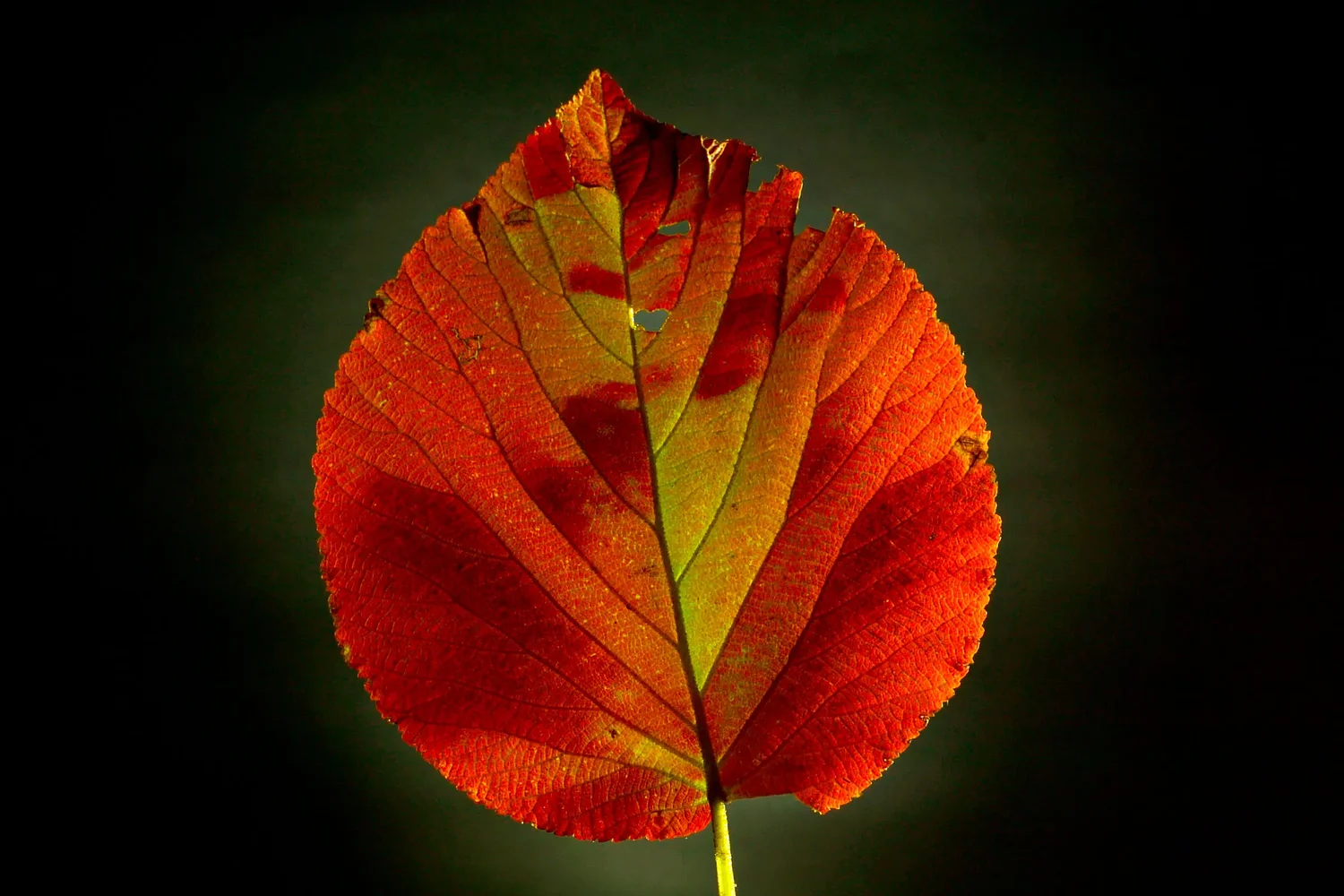 Warm days, cool nights are boosting leaf color
