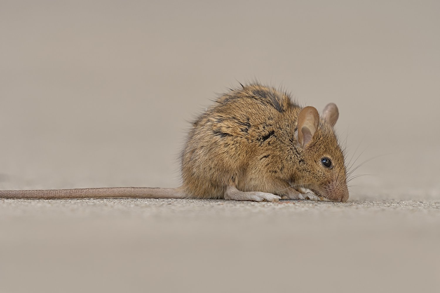 Pig-filled home led to hundreds of rats terrorizing a Pa. neighborhood